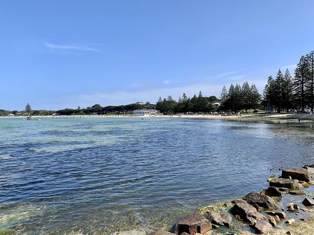 Calm blue water and Norfolk pines along the Sorrento foreshore on Port Phillip Bay, Mornington Peninsula